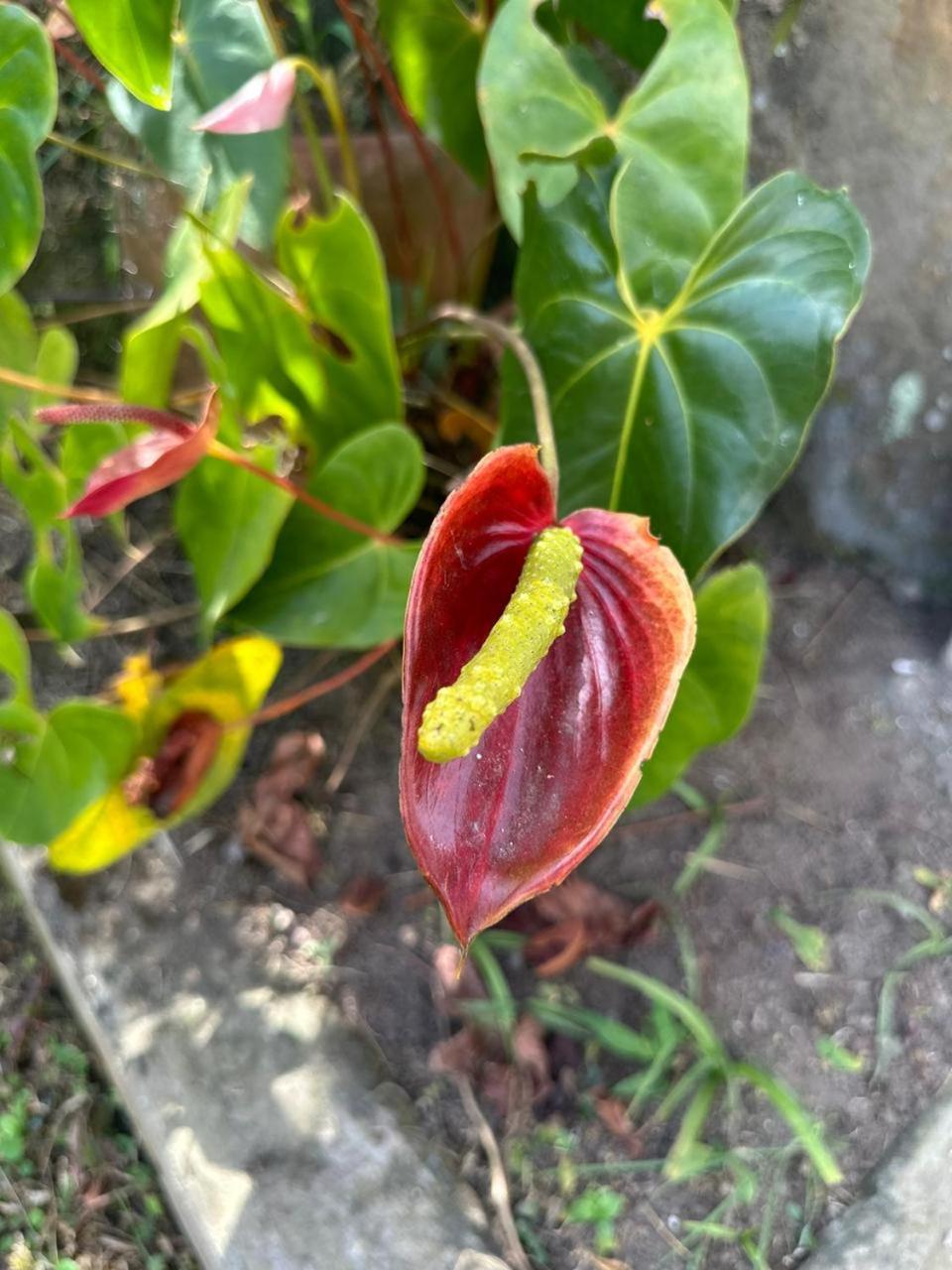فندق Filandia - Finca Rural La Guadalupana المظهر الخارجي الصورة